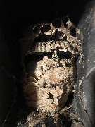 Schädlingsjäger Düsseldorf - GALLERY