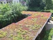 Schäffer GmbH Dachdecker-Fachbetrieb - Gruendach1.jpg