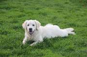 Schall´s Kennel - GALLERY