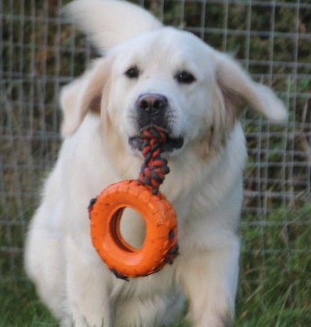 Schall´s Kennel - GALLERY