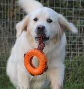 Schall´s Kennel - GALLERY