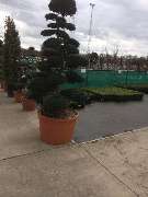 Schayen-Janssen - 17