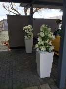 Schayen-Janssen - 24