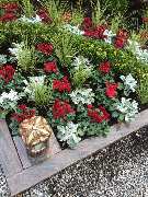 Schayen-Janssen - 27