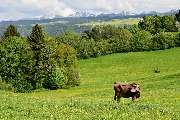 Scheidegg-Tourismus - Landschaft in Scheidegg im Allgäu
Foto: Thomas Gretler