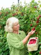 Schmidt & Schlotfeldt GbR | Himbeeren und Heidelbeeren - GALLERY