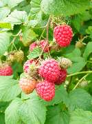 Schmidt & Schlotfeldt GbR | Himbeeren und Heidelbeeren - GALLERY