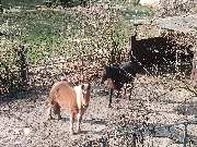 Schmoalmisch Ranch - GALLERY
