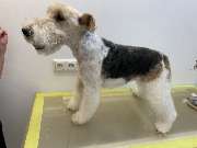 Schnauze & Co - 5
