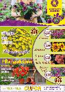 Schöne Blumen Floristik & Gartenbau - GALLERY