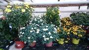 Schöne Blumen Floristik & Gartenbau - GALLERY