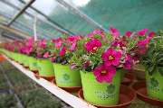 Schöne Blumen Floristik & Gartenbau - GALLERY