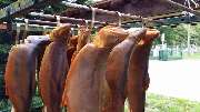Schorfheider Fischexpress - GALLERY