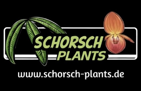 Schorsch Plants - 1