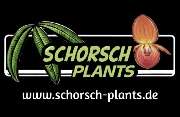 Schorsch Plants - 1