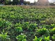 Schwaben Glanz - bepflanztes Feld, Schwabenglanz, 88605 Meßkirch