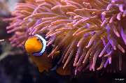 SEA LIFE Konstanz - SEA LIFE Konstanz - Clownfisch in Anemone