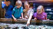 SEA LIFE München - Am Entdeckerbecken erklären euch unsere Mitarbeiter*innen alles über Hai-Eier und Co.