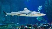 SEA LIFE München - Bestaunt Schwarzspitzen-Riffhaie im großen Ozeanbecken!