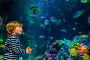 SEA LIFE Oberhausen - Tauche ein