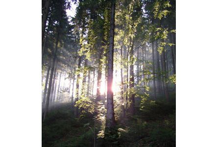 Seiler Ernst GmbH & Co. KG - Holzbau - Zimmerei -  …