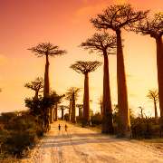 Berühmte Baobab Allee in Madagaskar