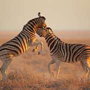 Zebras in Afrika 