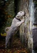 SH-Immo & partner - 4