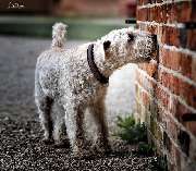 SH-Immo & partner - 7