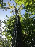 Siele Gartenpflege - Siele Gartenpflege