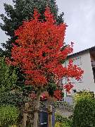 Siele Gartenpflege - Siele Gartenpflege