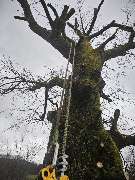 Siele Gartenpflege - Siele Gartenpflege