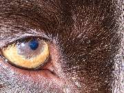 SIGNAL IDUNA Versicherung Angela Umlauf - Versicherungsagentur - Mein Bürohund