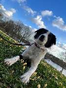 SIGNAL IDUNA Versicherung Peter Wunderwald - Versicherungsagentur - Bürohund Elly