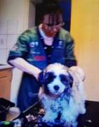 Silvis mobiler Hundefriseur - 4