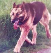 Silvis mobiler Hundefriseur - 5