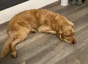 Silvis mobiler Hundefriseur - 6
