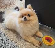 Silvis mobiler Hundefriseur - 7