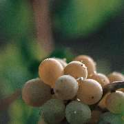 SINGERFISCHER DESIGN - GALLERY