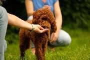 SIRIUS® Behavior Vets Zentrum für Tiermedizinische Verhaltenstherapie - GALLERY