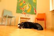 SIRIUS® Behavior Vets Zentrum für Tiermedizinische Verhaltenstherapie - GALLERY