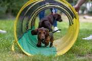 SIRIUS® Hundeschule München - GALLERY