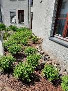 SKGreen Hausmeisterservice - 4