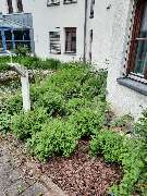 SKGreen Hausmeisterservice - 5