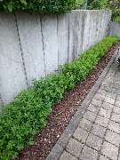 SKGreen Hausmeisterservice - 6