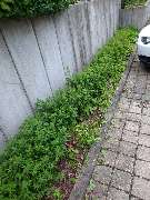 SKGreen Hausmeisterservice - 7