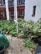 SKGreen Hausmeisterservice - 8