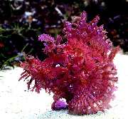 S&L Naturverlag - GALLERY