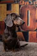 So A Hund - Galerie