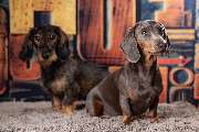 So A Hund - Galerie